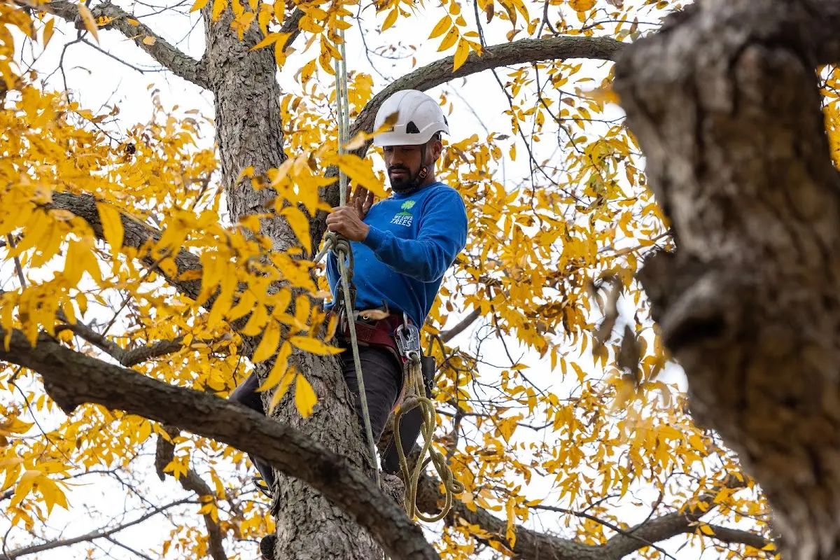 Skilled Tree Planing crew working in Webster