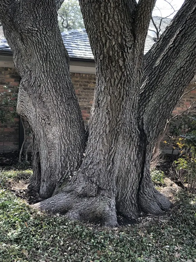 Mature heritage tree close to a Webster property cared for by certified arborists